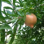 Paro 斯普利特