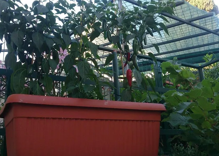 Appartement Paro Split